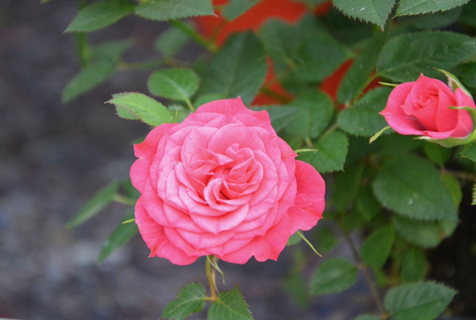 Nikon D5200 sample photo. Pink, roses flowers, green photography