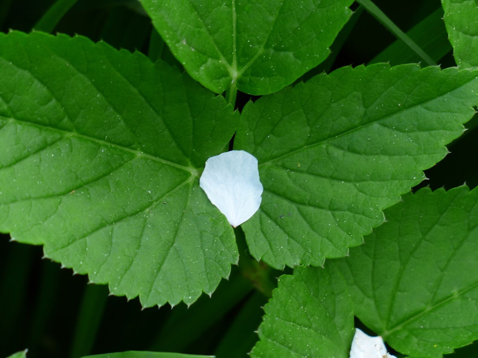 Panasonic Lumix DMC-FZ200 sample photo. Petal, ganguly, nature photography