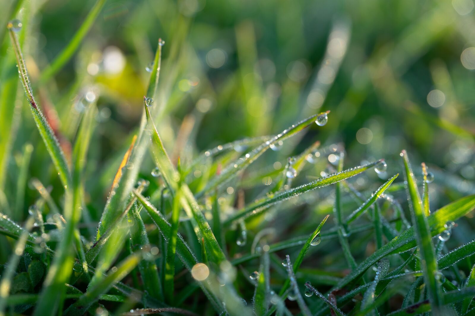 Sigma 70mm F2.8 DG Macro Art sample photo. Spring, morning dew, morning photography