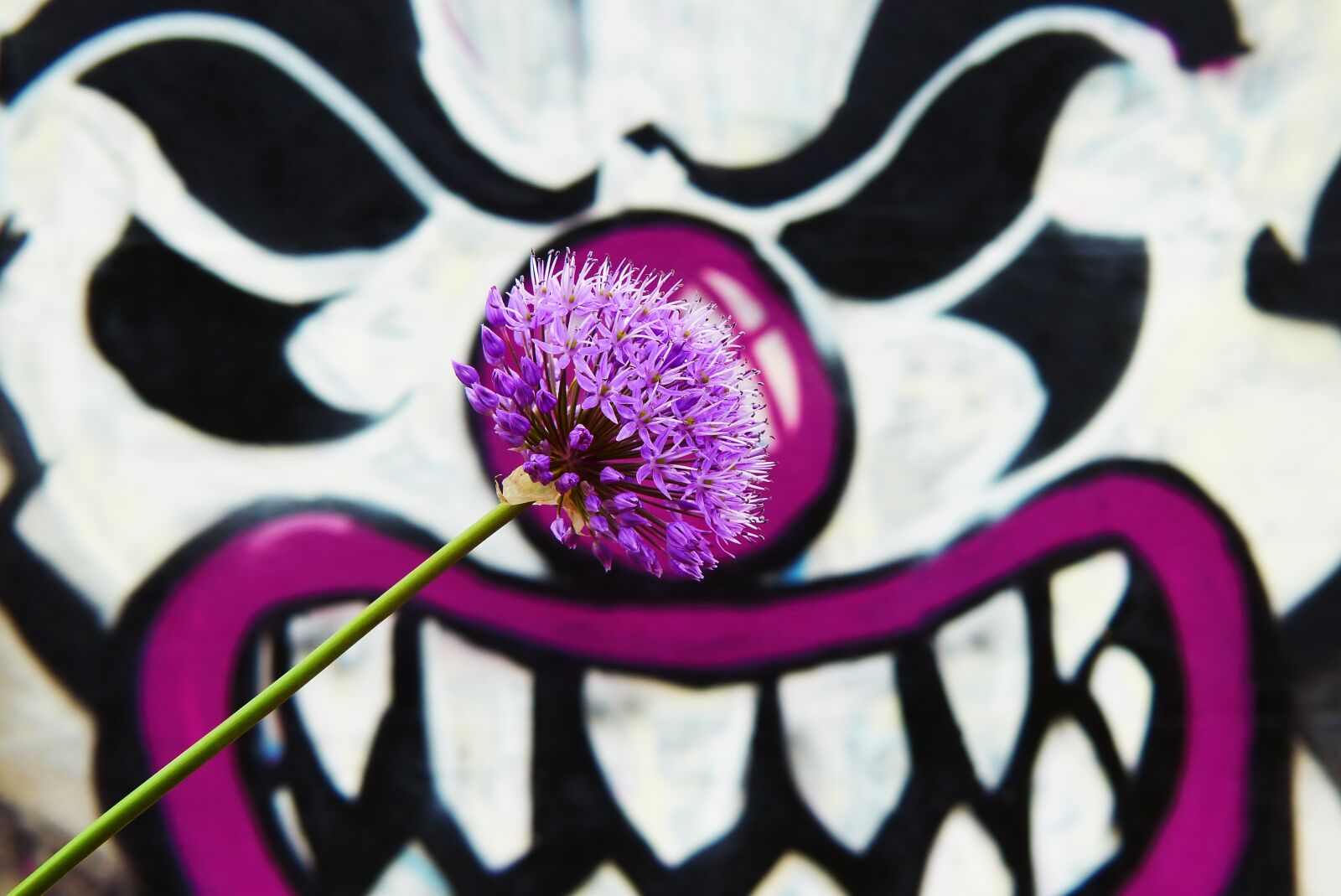 Panasonic Lumix DMC-FZ200 sample photo. Garlic purple, flower, wall photography