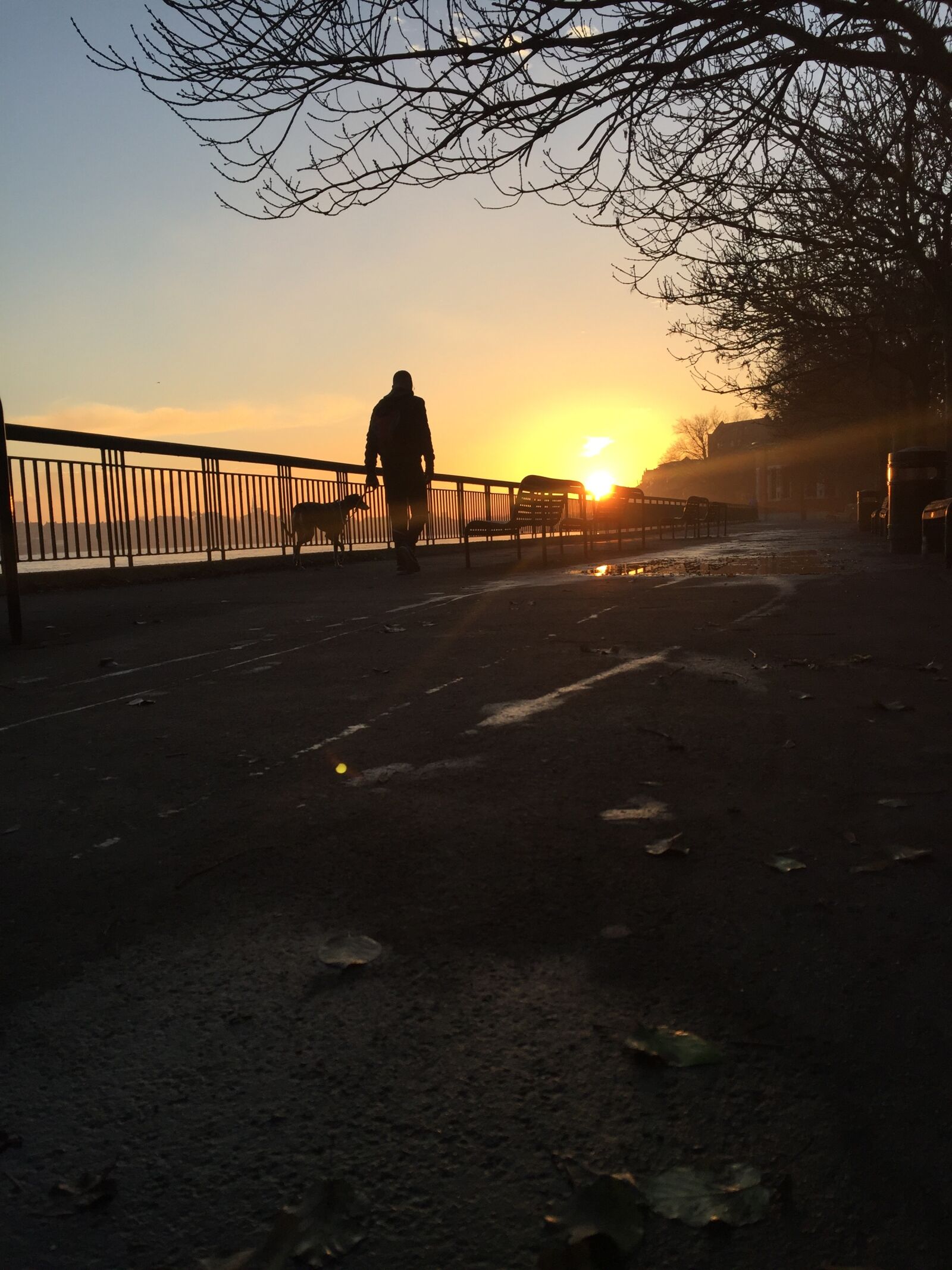Apple iPhone 6 sample photo. Dog, walk, walking dog photography