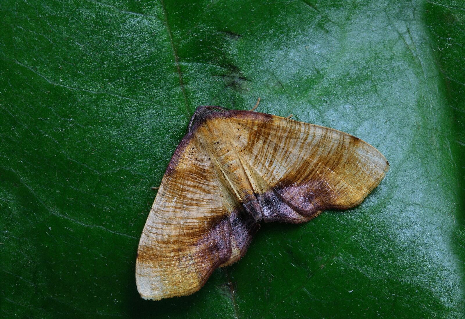 Canon EOS 400D (EOS Digital Rebel XTi / EOS Kiss Digital X) sample photo. Moth, macro, insect photography