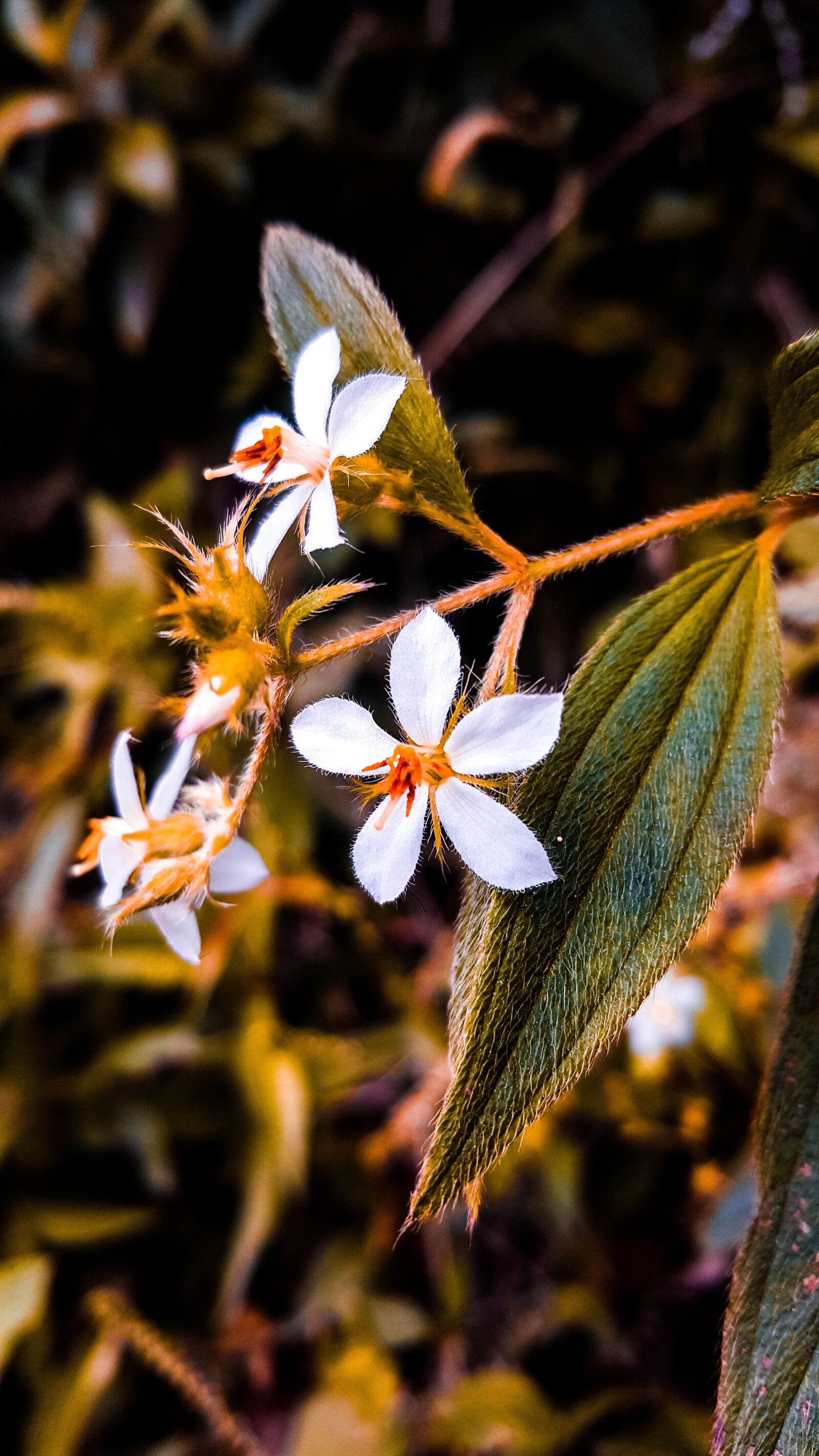 Samsung GALAXY S6 edge sample photo. Flower, flowers, floral photography