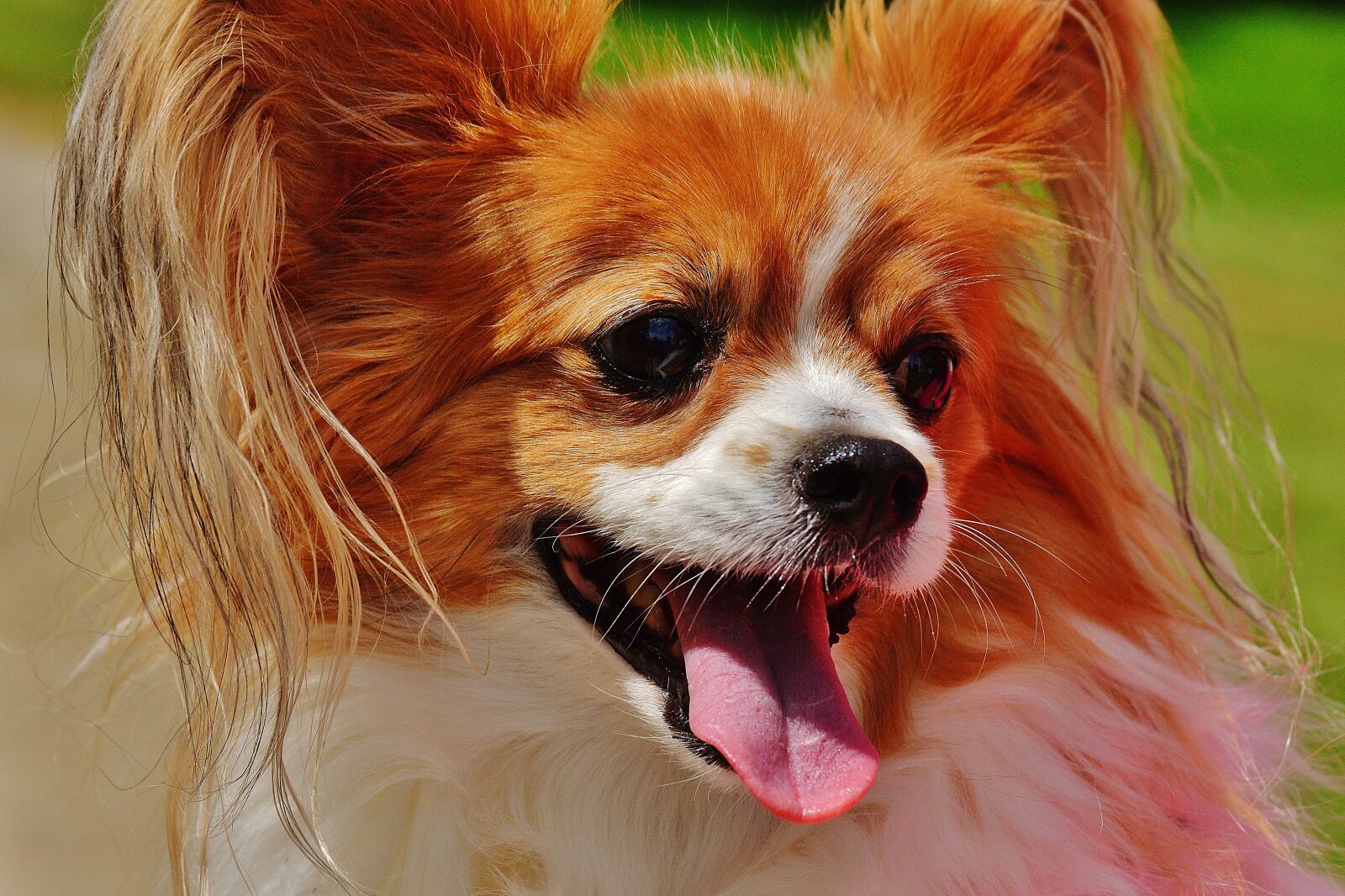 Nikon D3200 sample photo. Dog, chihuahua, cute photography