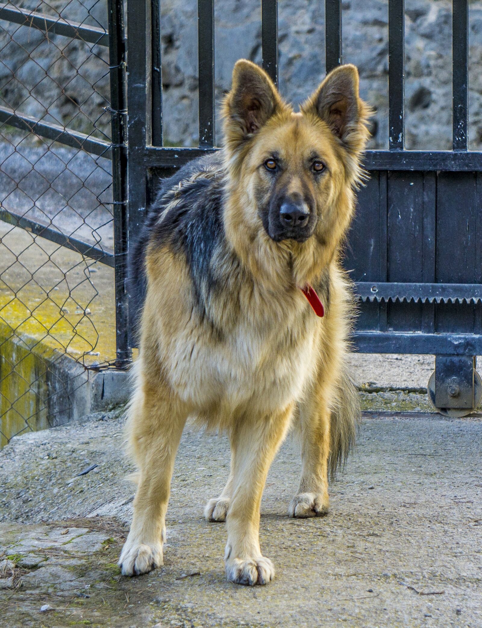 Sony E 55-210mm F4.5-6.3 OSS sample photo. Dog, wolf, pastor photography