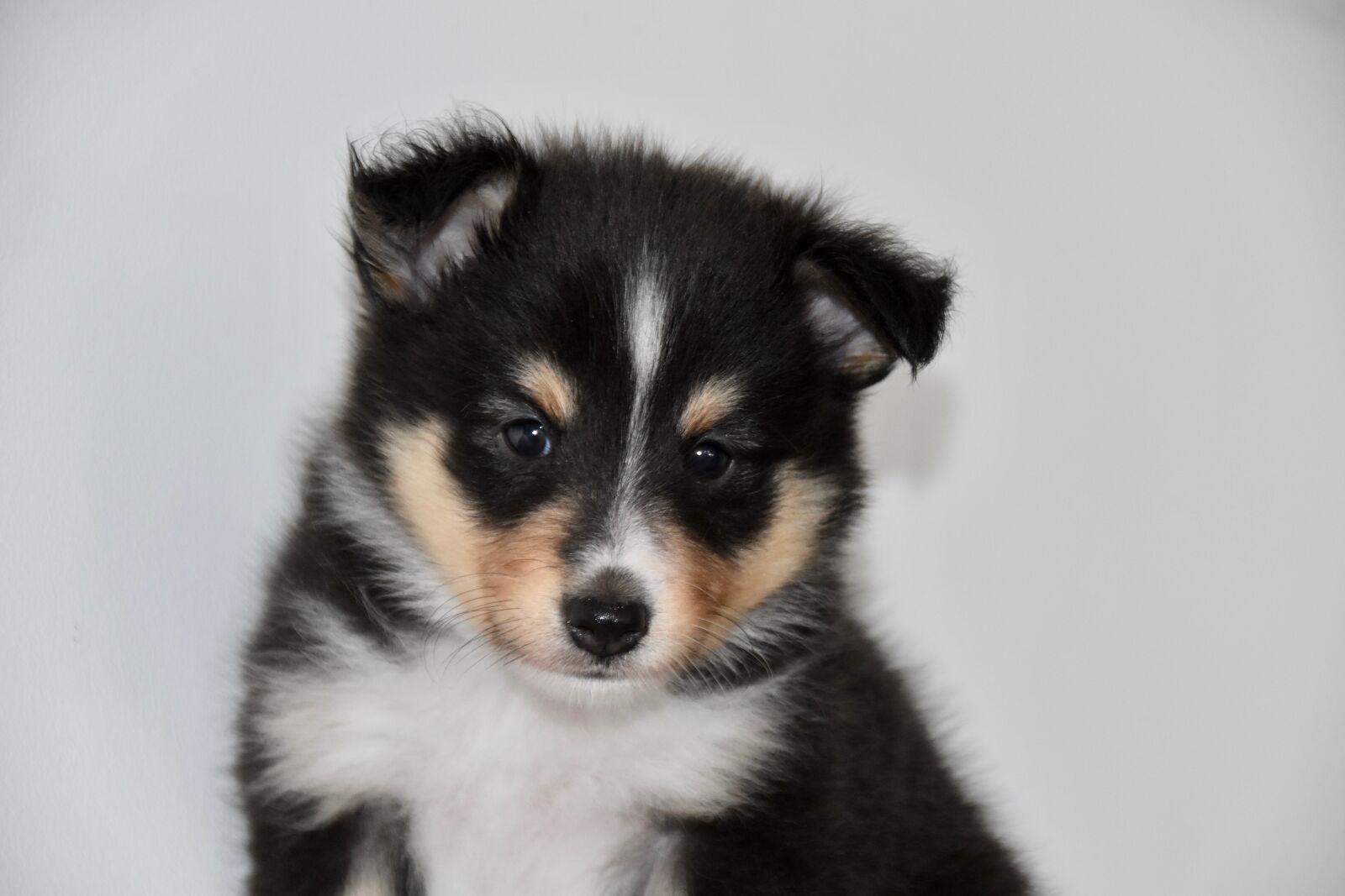Nikon D5600 sample photo. Puppy, pup, dog shetland photography