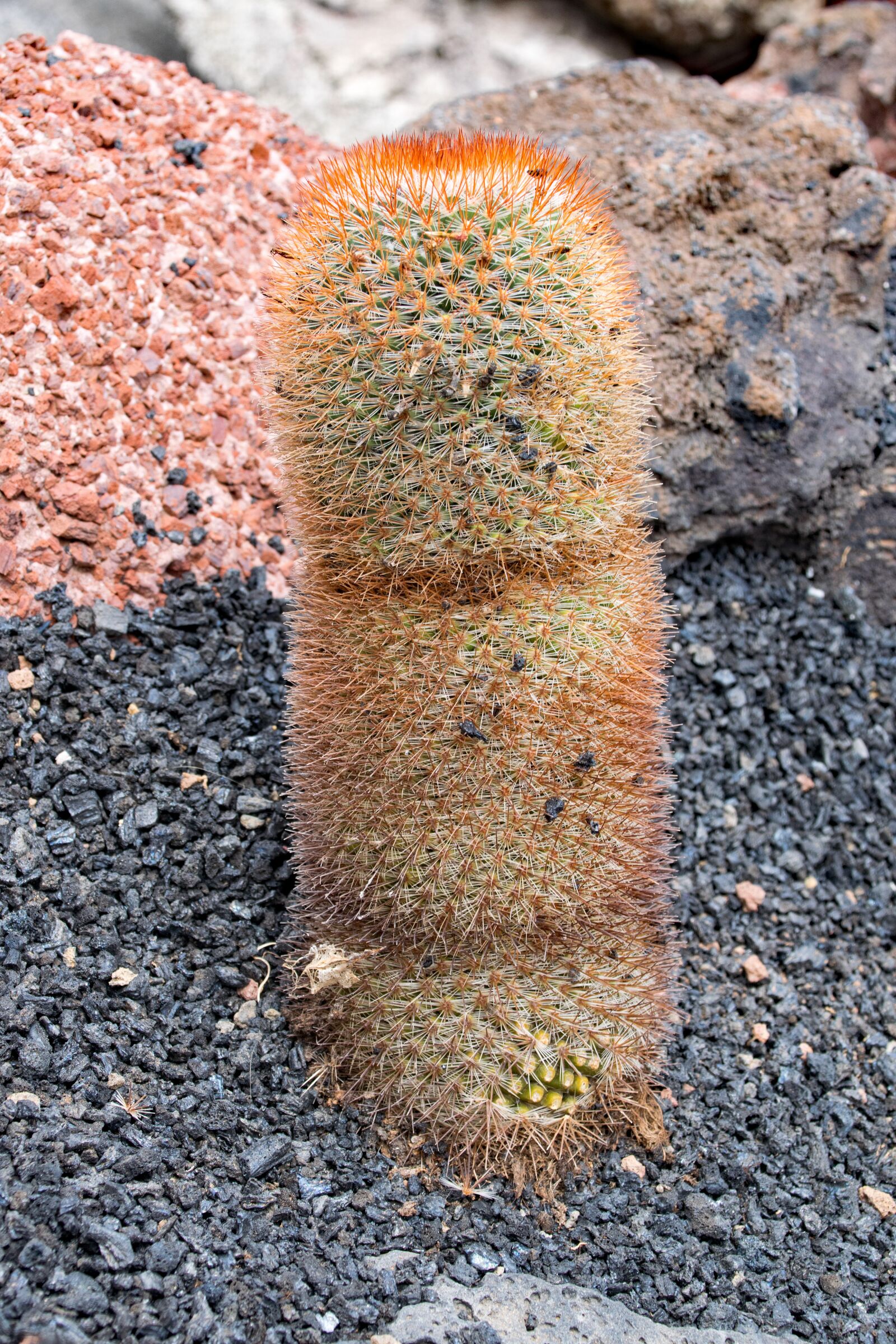 Nikon D5300 sample photo. Jardin de cactus, cactus photography