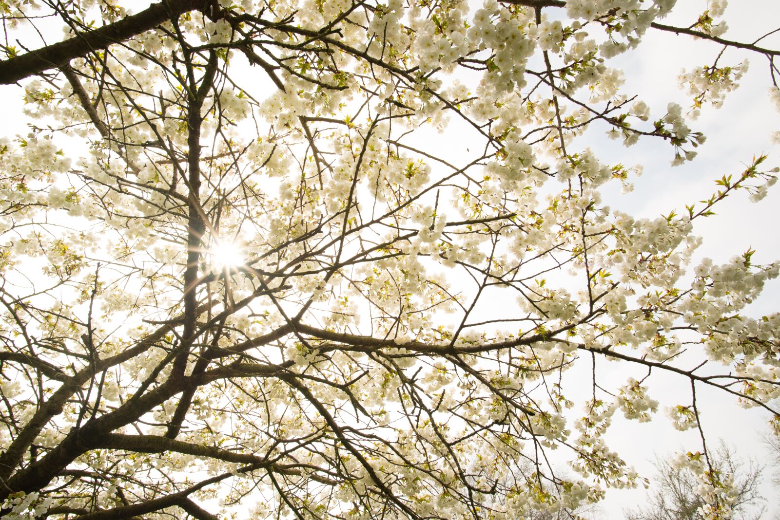 Nikon D610 sample photo. Tree, blossom, sun photography