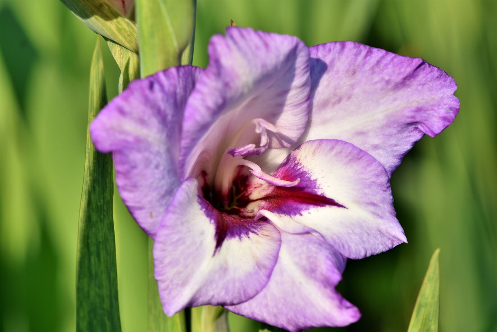 Nikon D7200 sample photo. Gladiolus, gladidus, butterfly greenhouse photography