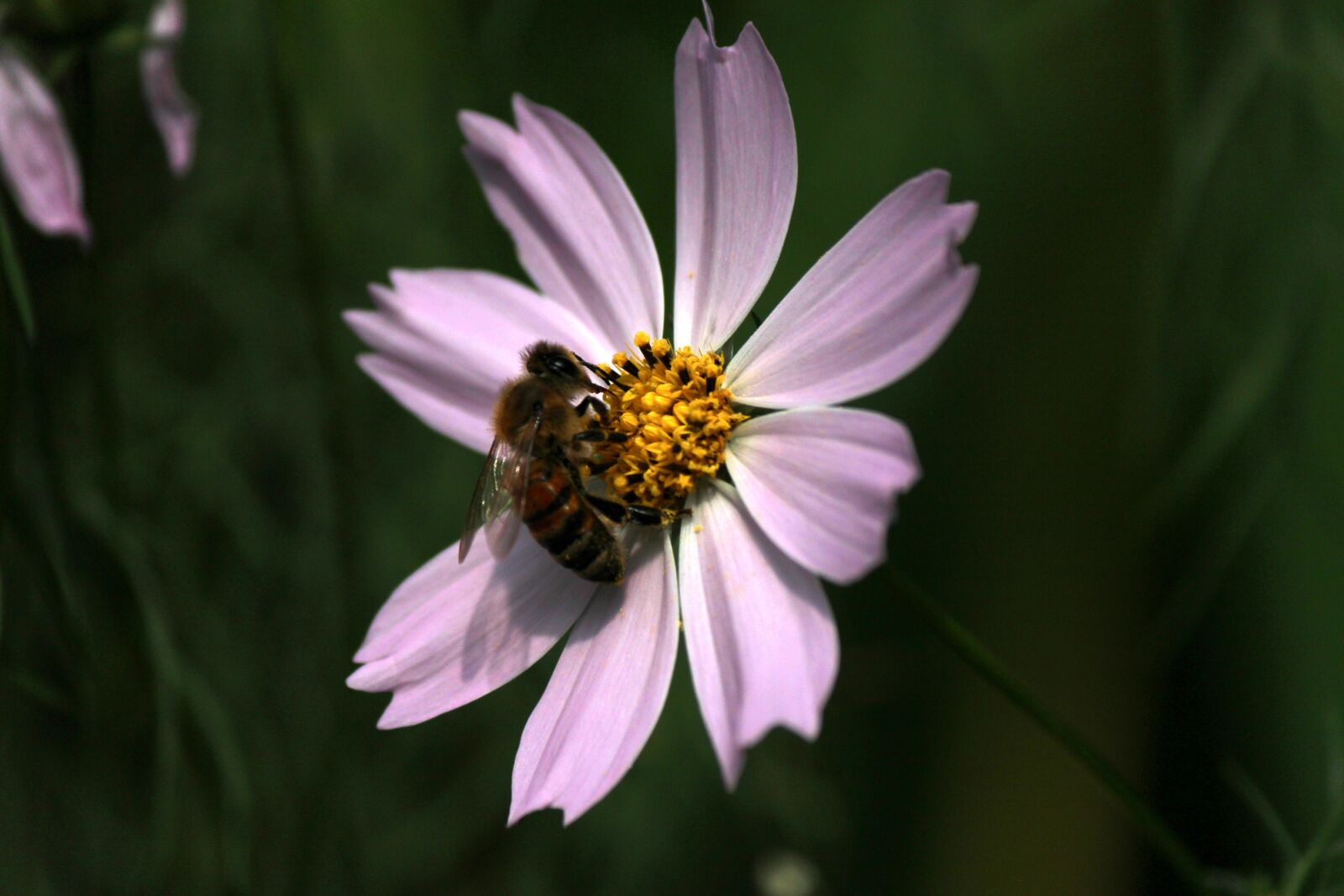 Canon EOS 100D (EOS Rebel SL1 / EOS Kiss X7) + Canon EF-S 55-250mm F4-5.6 IS II sample photo. Cosmos, bee, bug photography