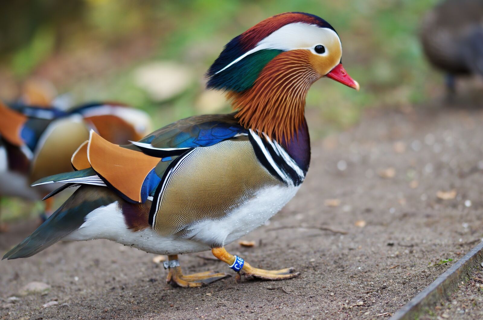 Nikon D5100 sample photo. The duck, mandarin, birds photography