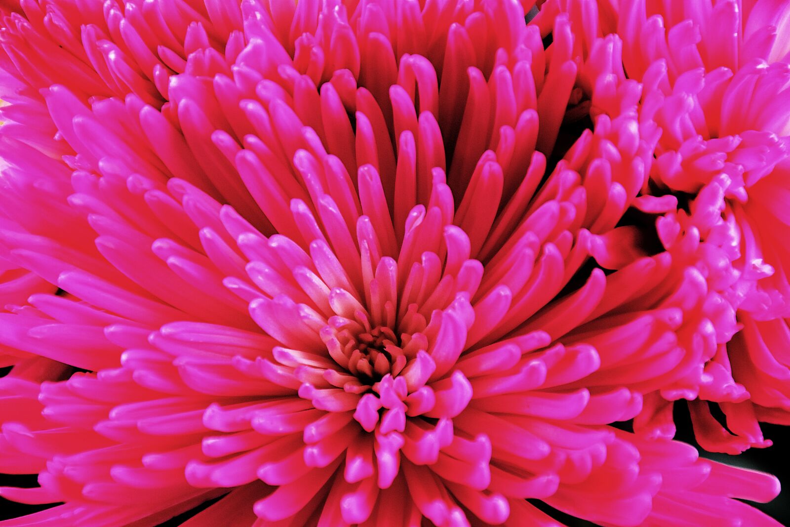 Nikon D5500 sample photo. Flower, floral, pink photography