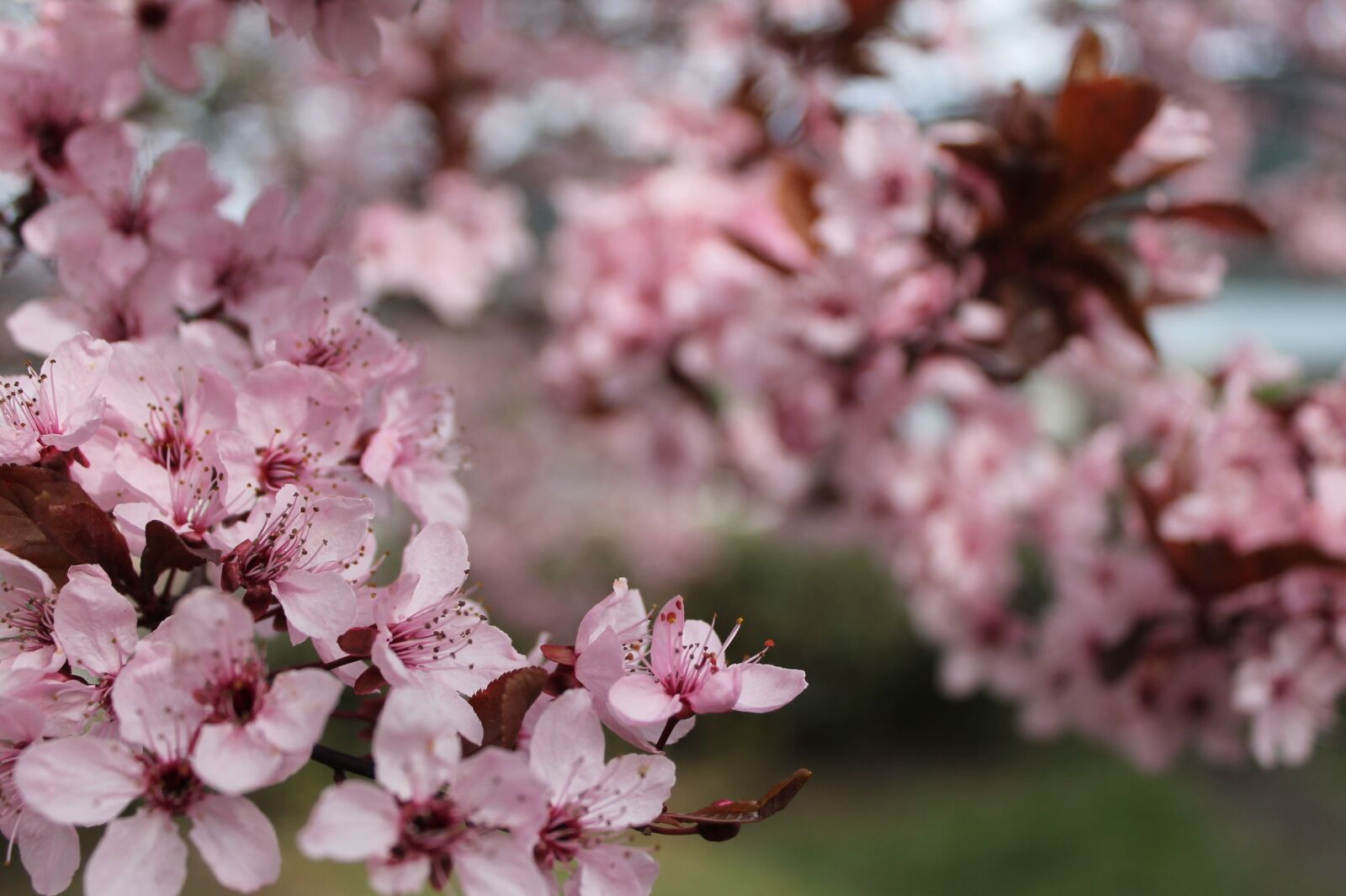 Canon EOS 1100D (EOS Rebel T3 / EOS Kiss X50) sample photo. Cherry blossom, tree, nature photography