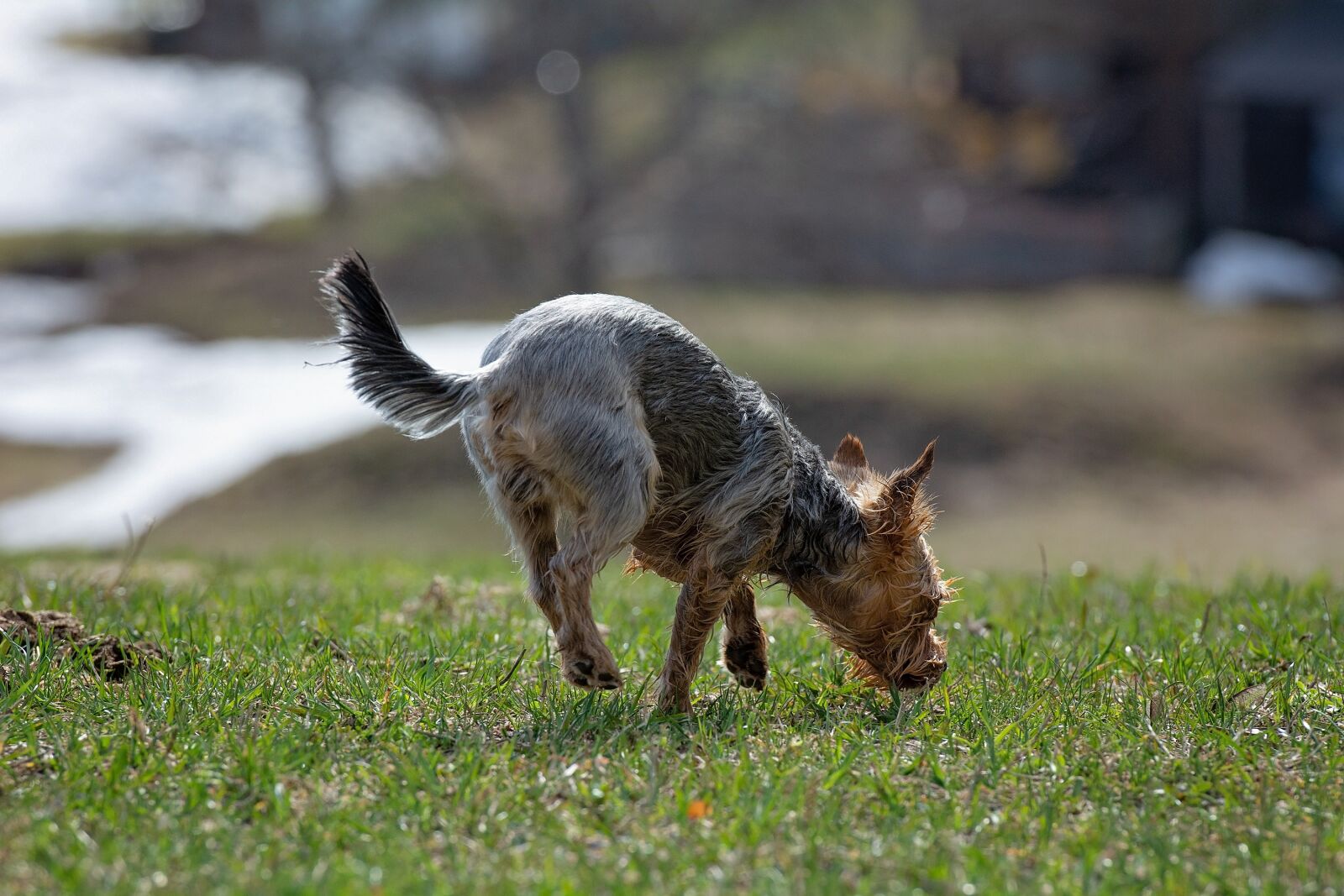 Nikon D7100 sample photo. Dog, out, in motion photography