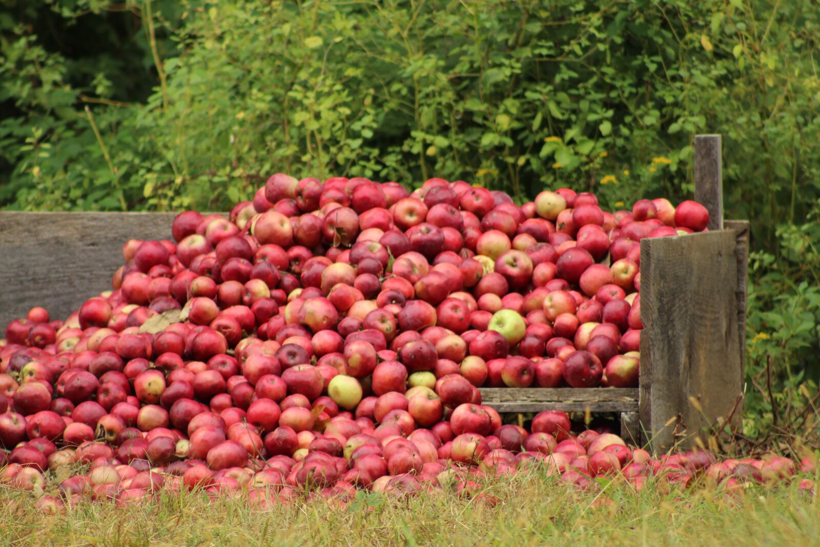 Canon EOS 1300D (EOS Rebel T6 / EOS Kiss X80) sample photo. Apples, fall, new england photography