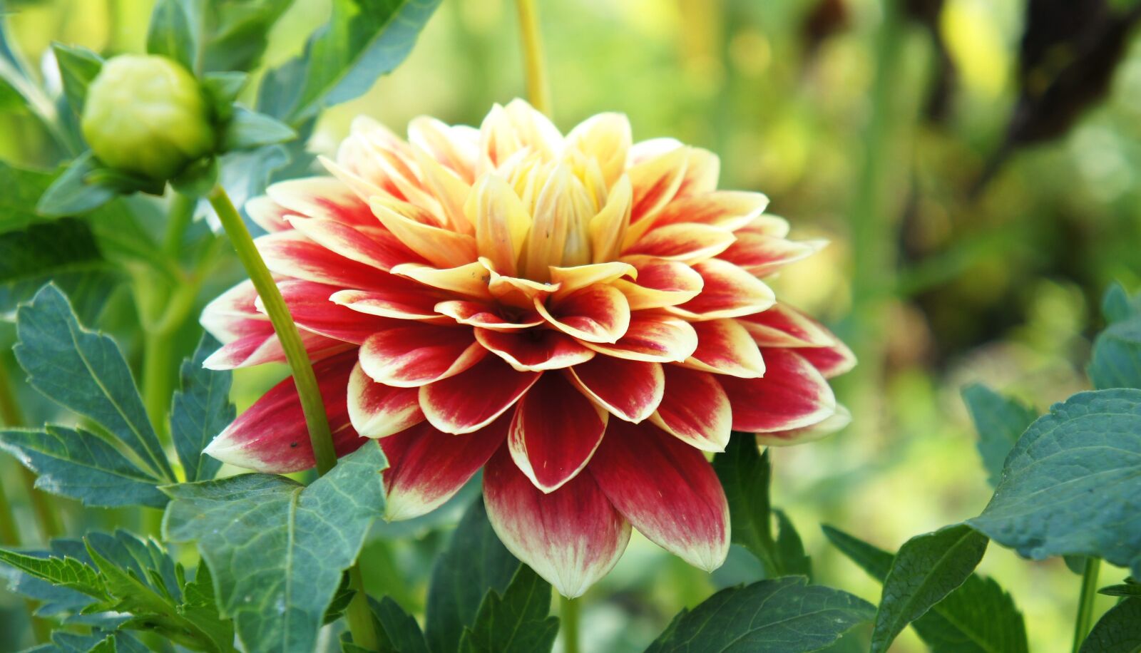 Sony Alpha NEX-C3 + Sony E 18-55mm F3.5-5.6 OSS sample photo. Flower, dahlia, garden photography