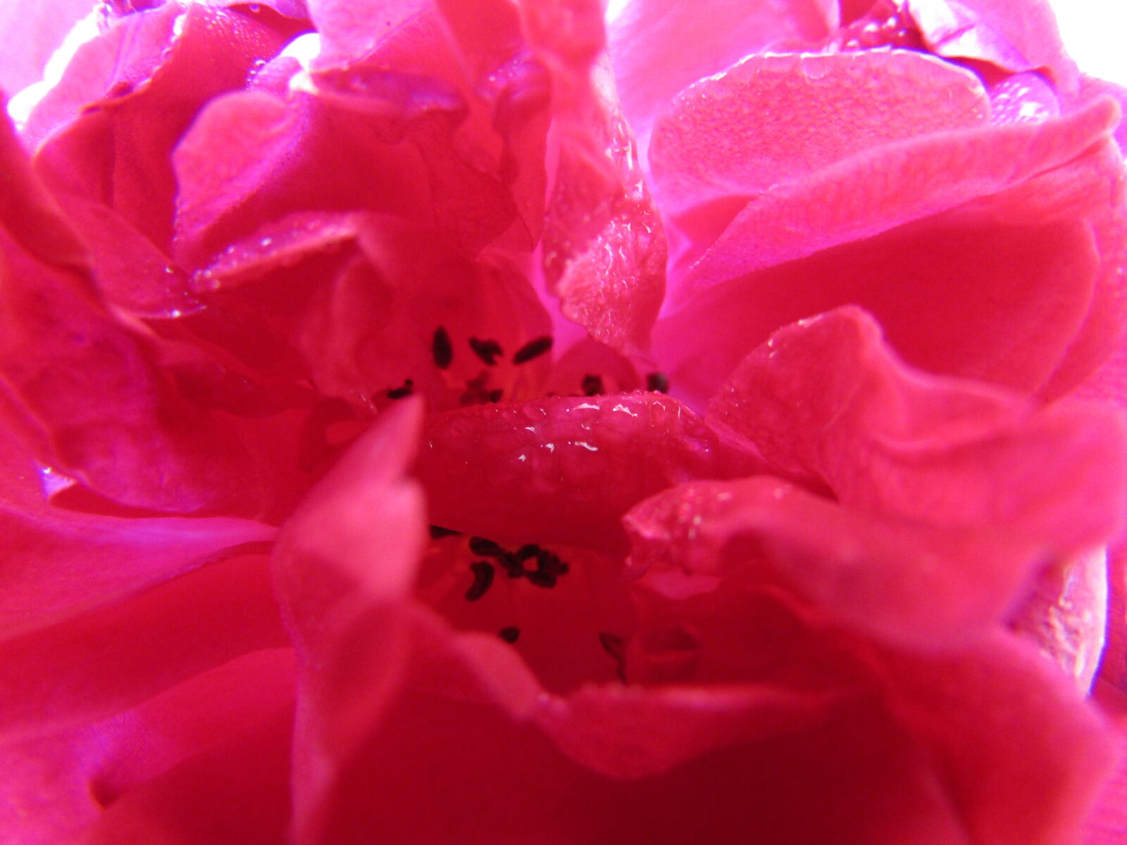 Canon PowerShot SX410 IS sample photo. Rose, roses, rosegold, prose photography