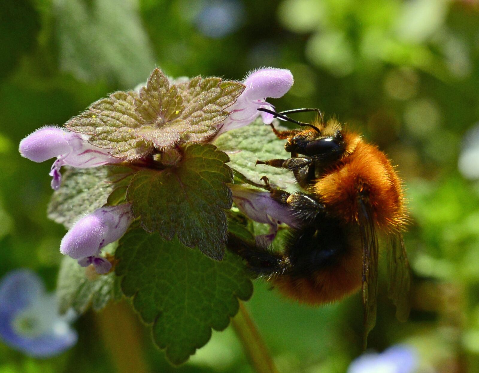 Nikon D610 sample photo. Bumblebee, nature, insect photography