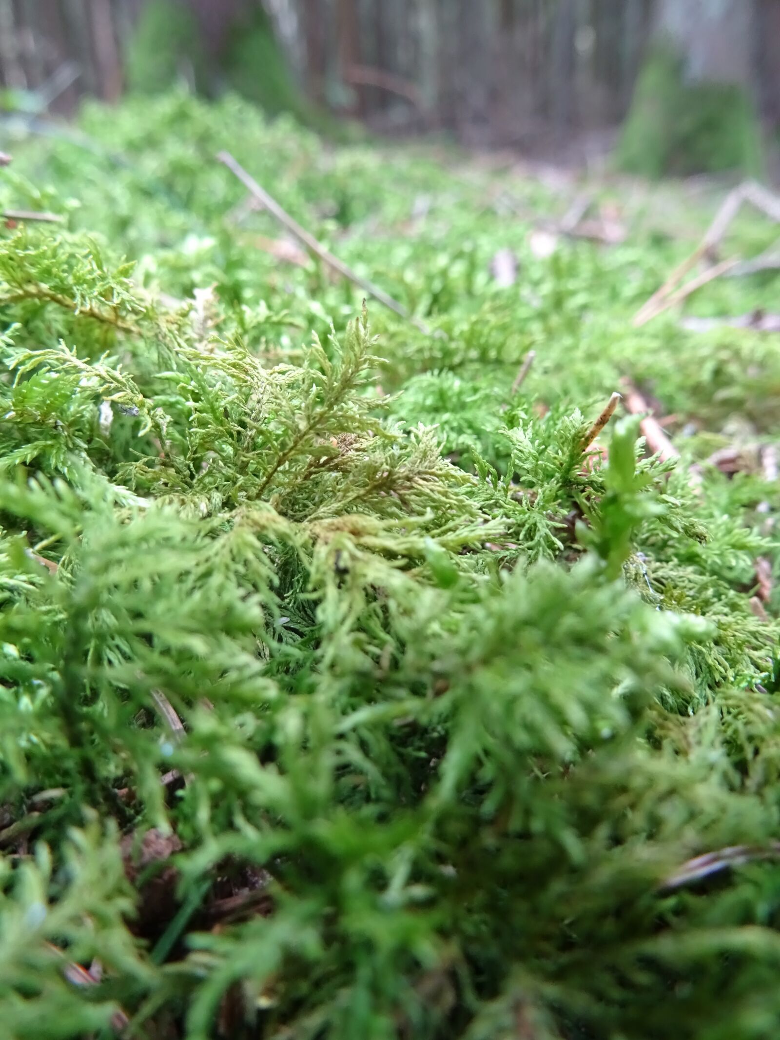 Sony DSC-HX60 sample photo. Moss, forest, nature photography