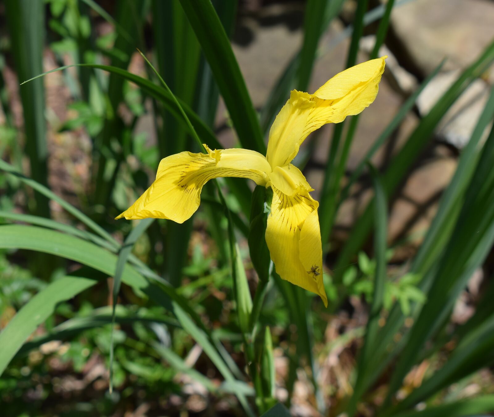 Nikon D3300 sample photo. Yellow iris, newly-opened, flower photography