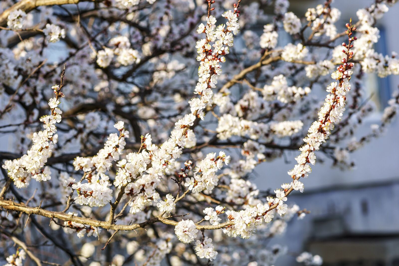 85mm F1.4 sample photo. Spring, flowers, color apricot photography