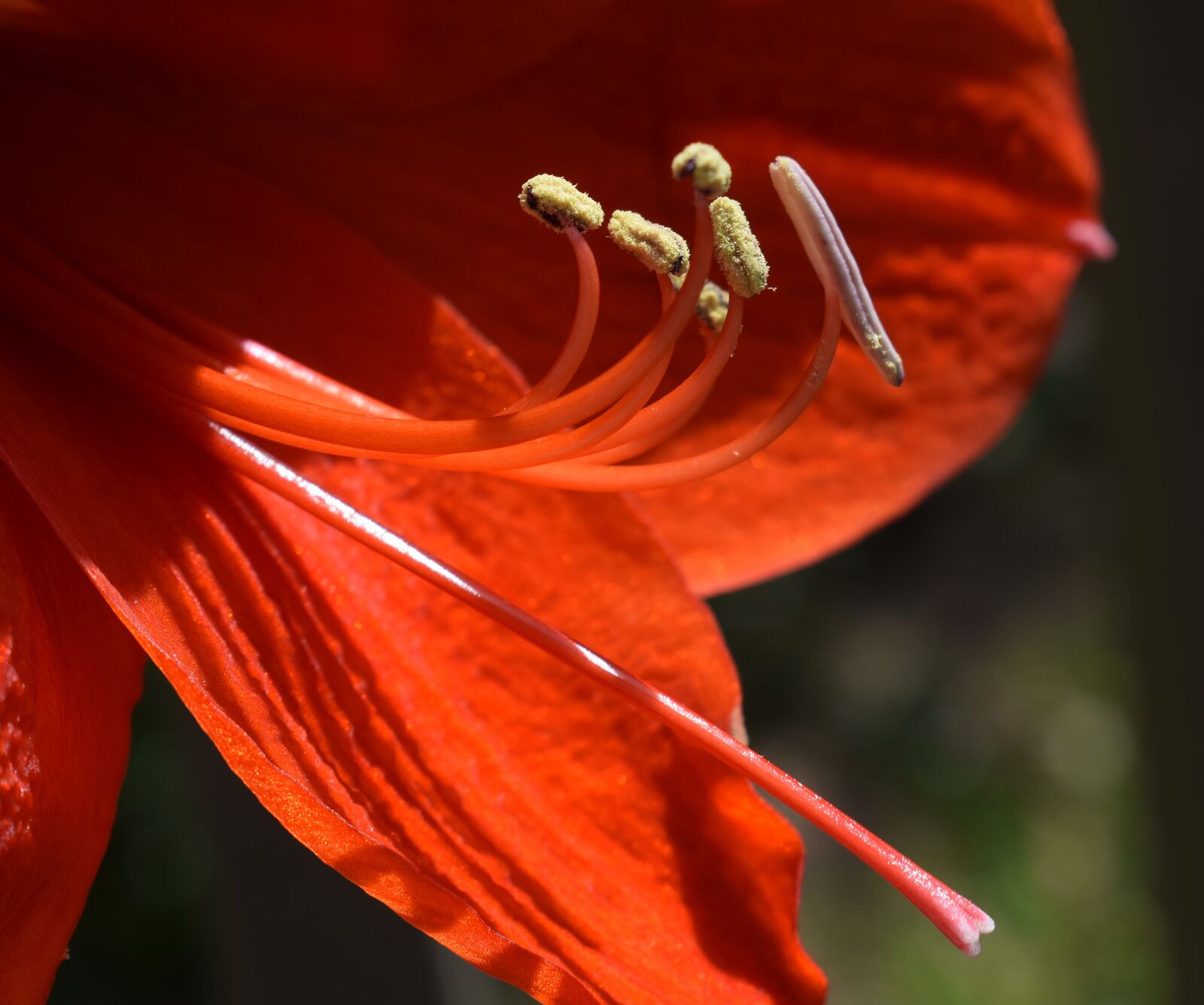 Nikon D3300 sample photo. Amaryllis stamens and pistil photography