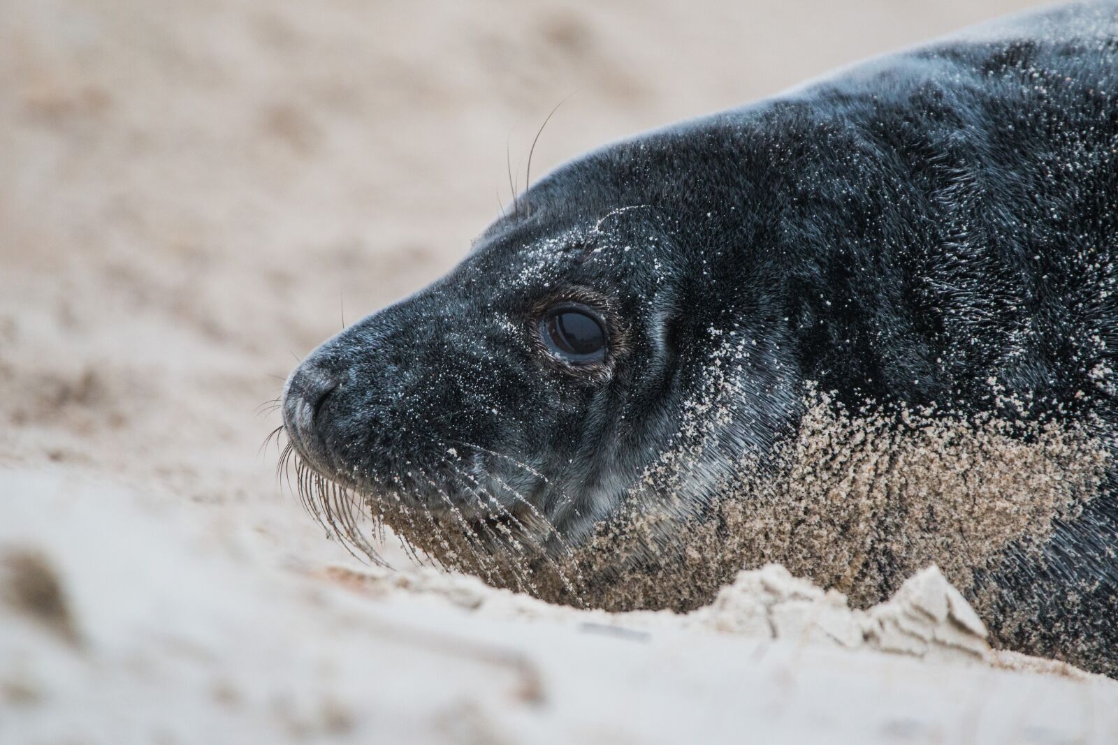 150-600mm F5-6.3 DG OS HSM | Contemporary 015 sample photo. Grey seal, robbe, halichoerus photography