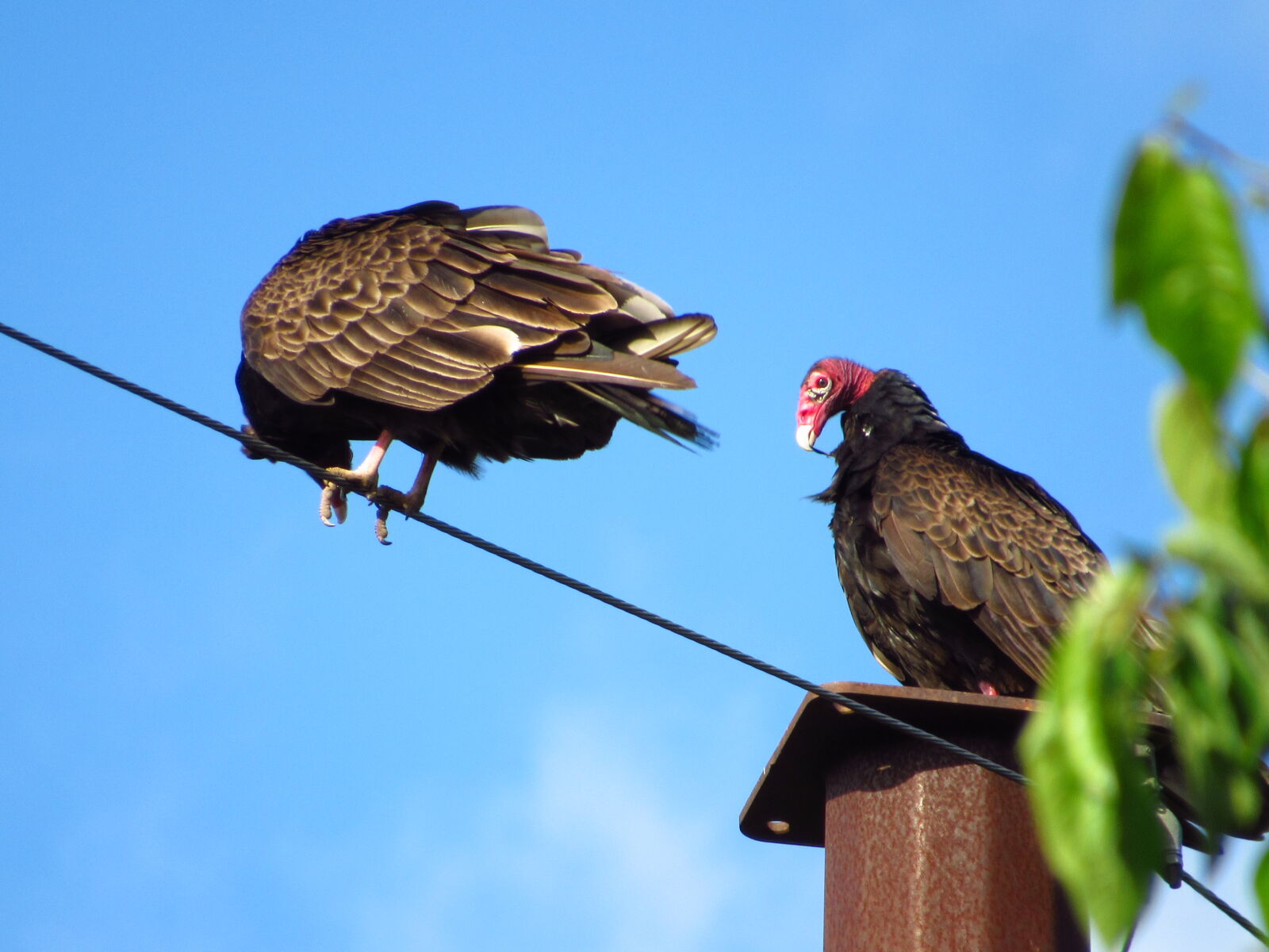 Canon PowerShot SX530 HS sample photo. Turkey vulture photography