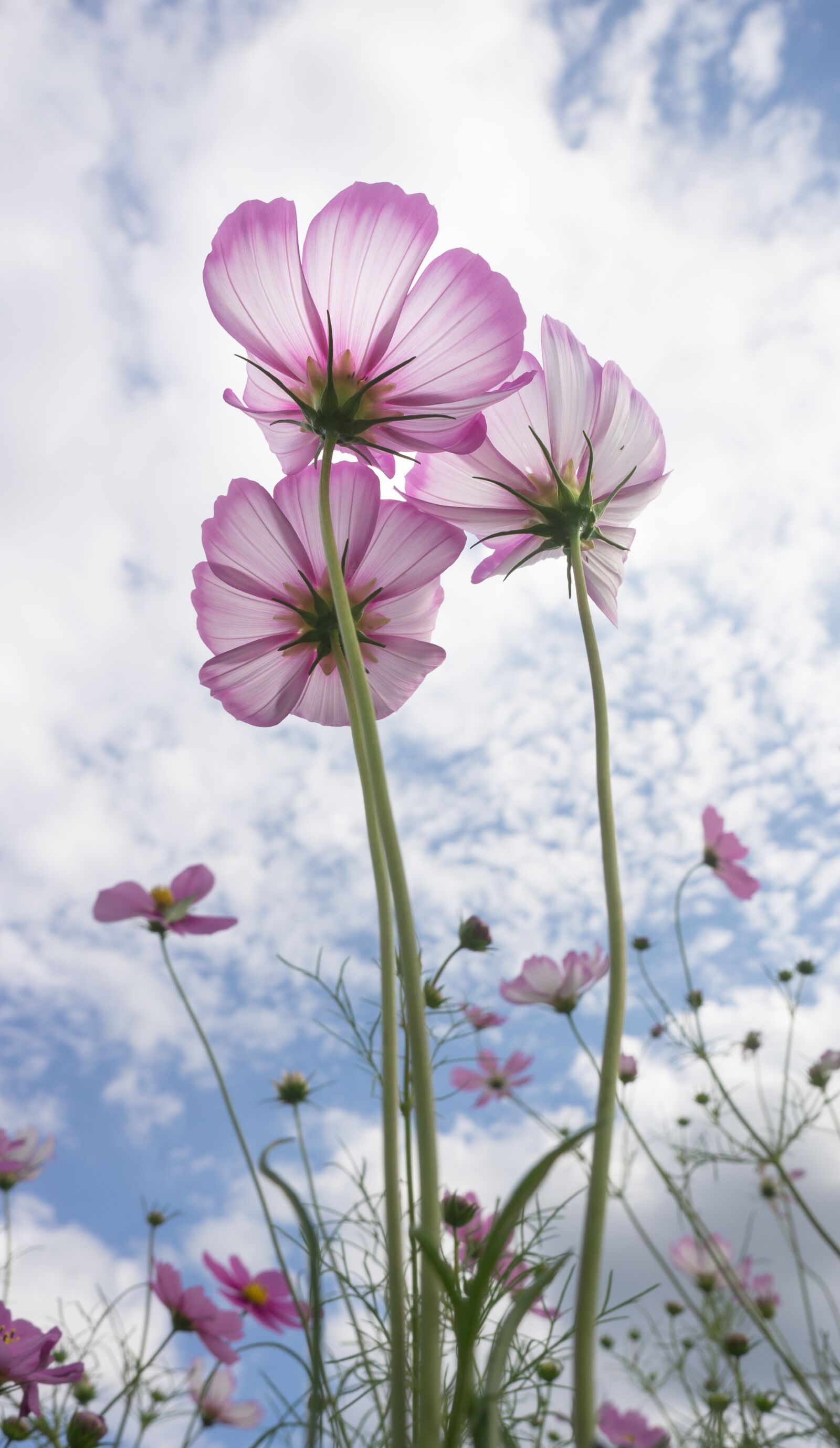 Sony Alpha NEX-5N sample photo. Cosmos, autumn, nature photography