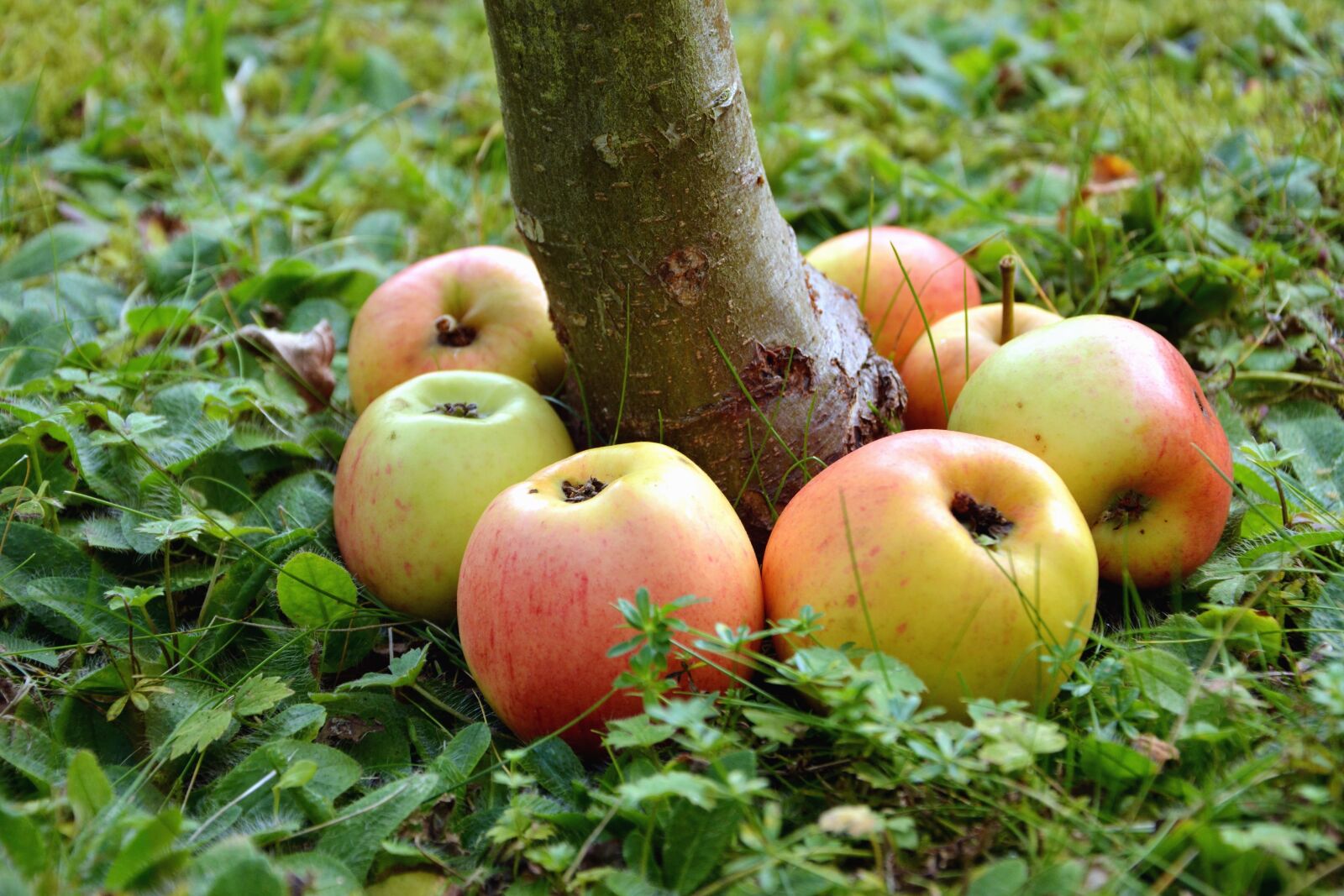 Nikon D5200 sample photo. Wood, apple, herb, fruit photography