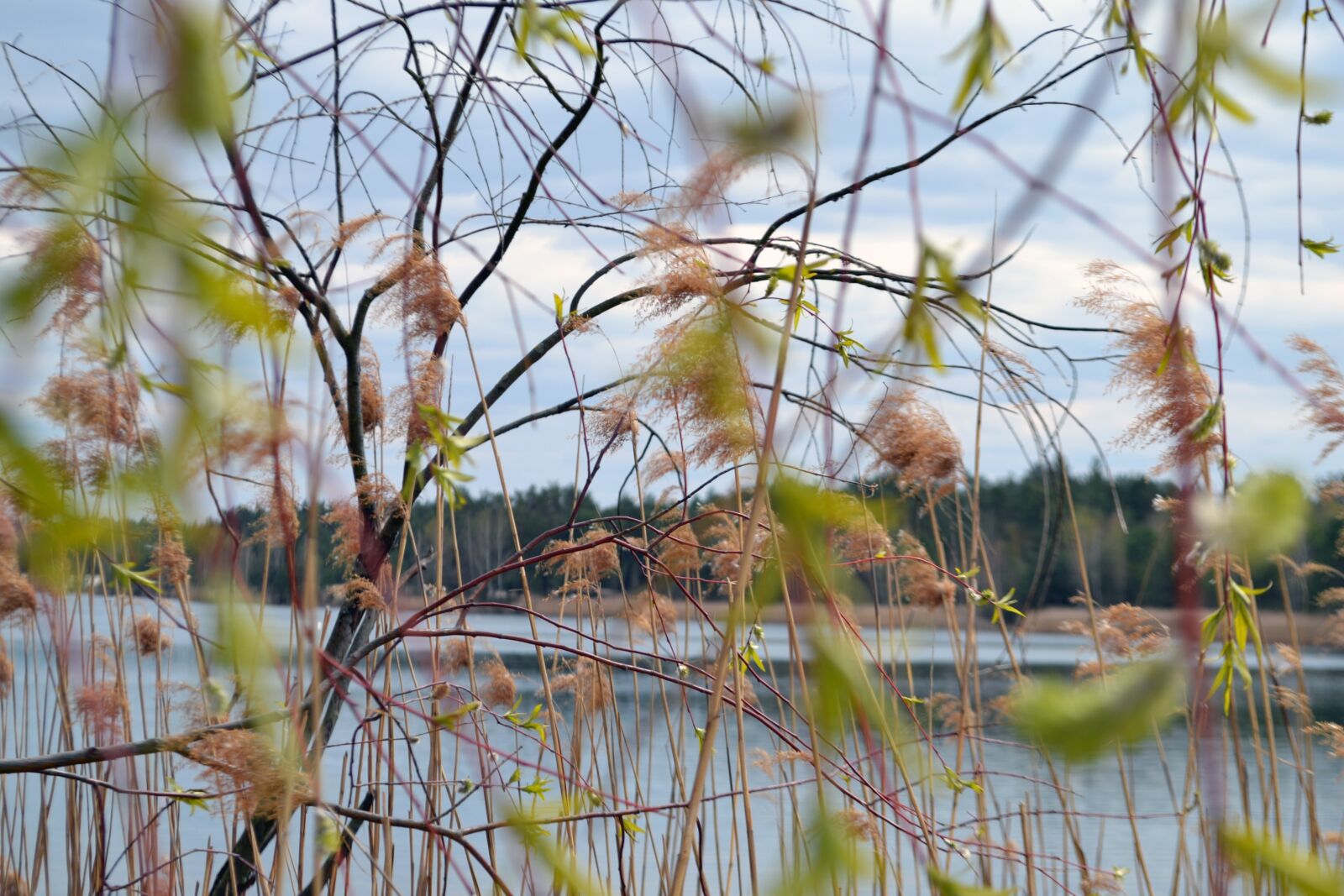 Nikon D3100 sample photo. Lake, nature, forest photography