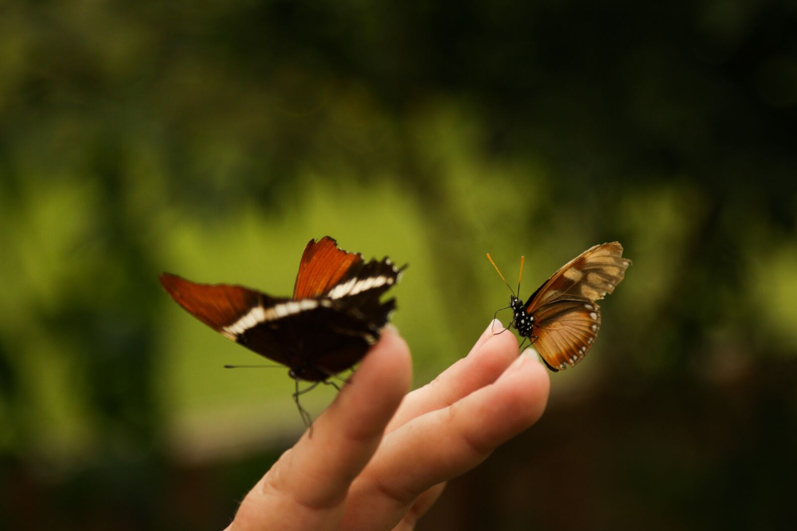 Canon EOS 70D sample photo. Mariposa, insecto, naturaleza photography