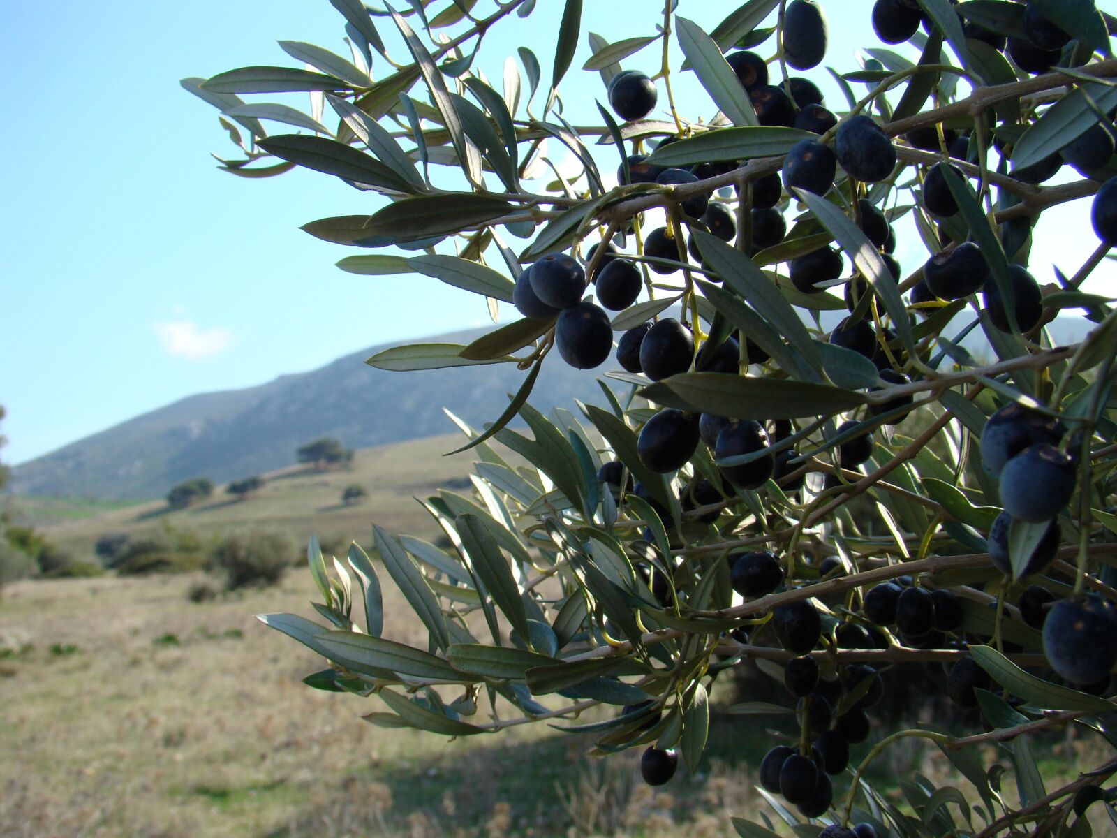 Sony DSC-H9 sample photo. Olive, landscape, greece photography