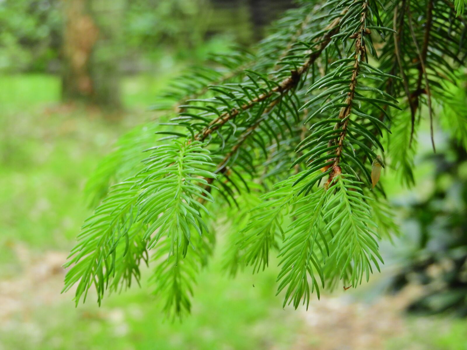 Nikon Coolpix B700 sample photo. Conifer, forest, green photography