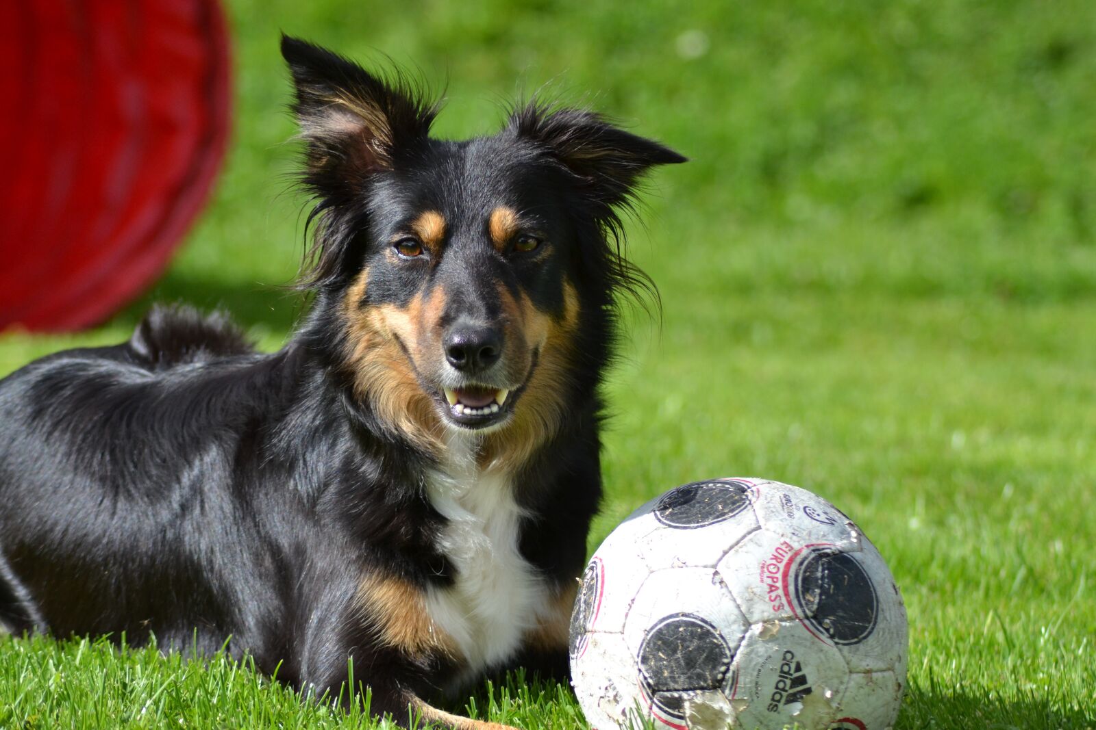 Nikon D3100 sample photo. Dog, border collie, mobility photography