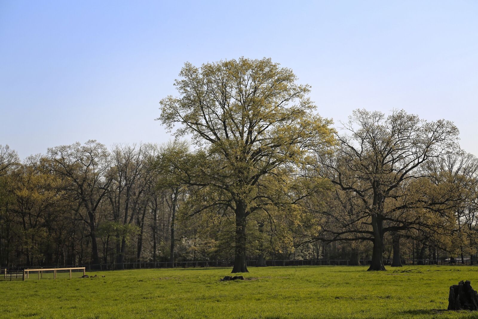 Canon EF 24-105mm F4L IS USM sample photo. Tree, nature, landscape photography
