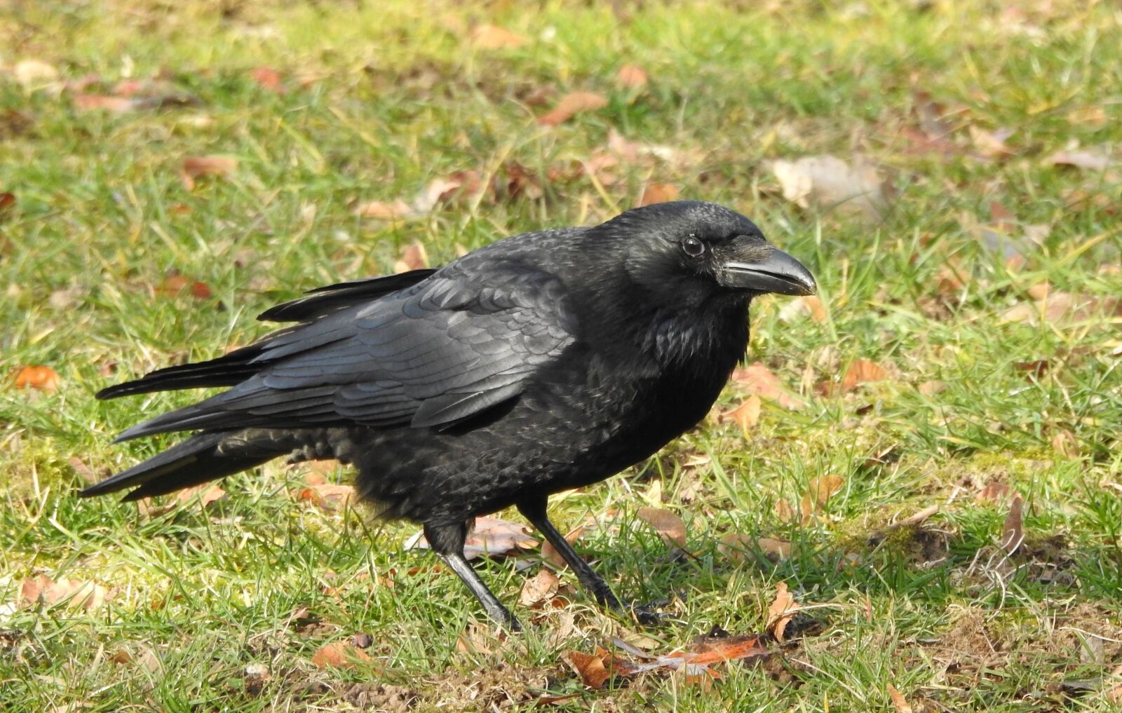 Nikon Coolpix P900 sample photo. Raven, crow, black photography
