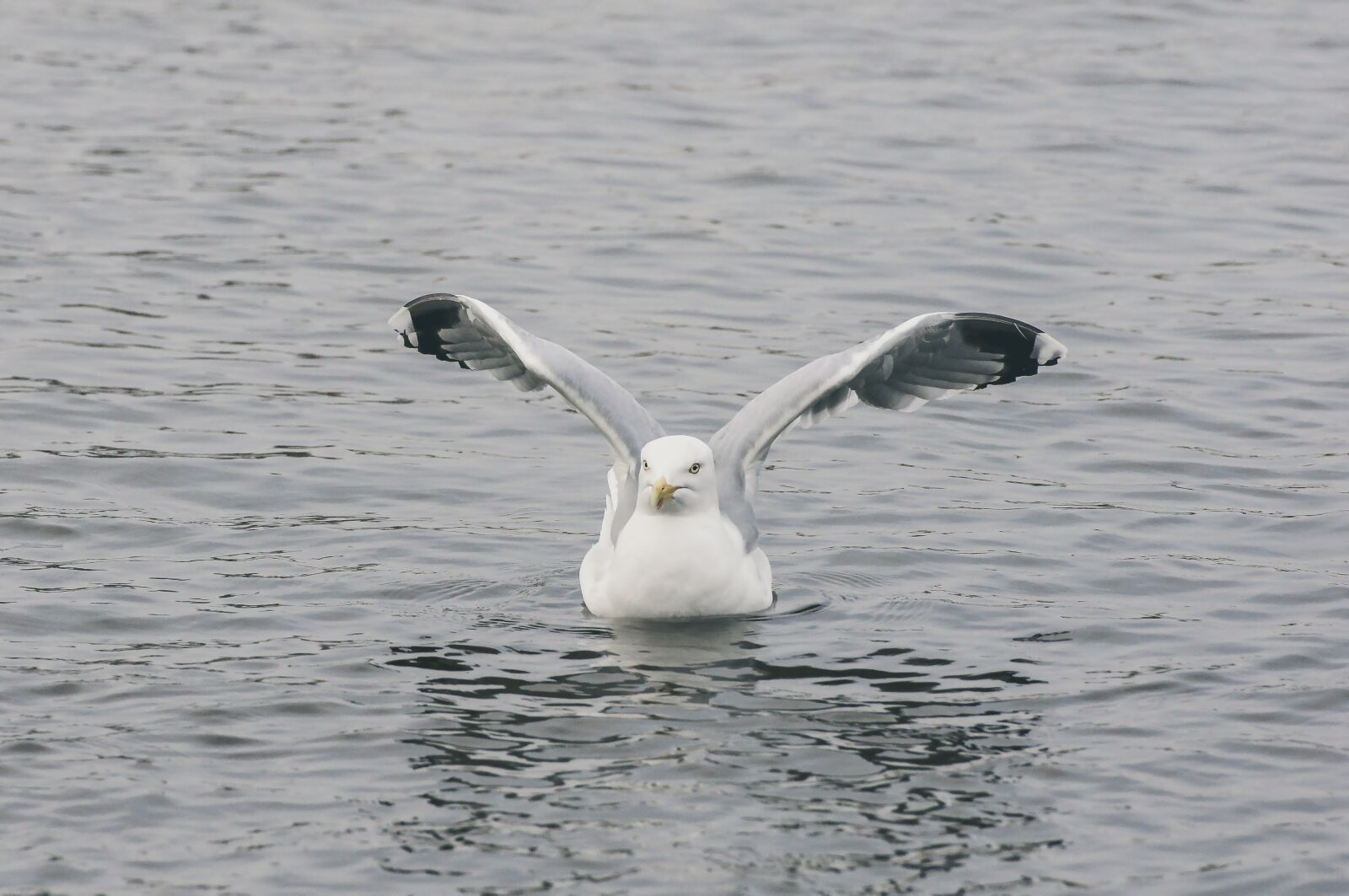 Sony SLT-A55 (SLT-A55V) sample photo. Seagull, flying, water photography