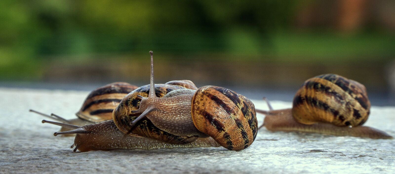 Sony a6000 + Sony E PZ 18-105mm F4 G OSS sample photo. Snails, molluscs, gastropods photography