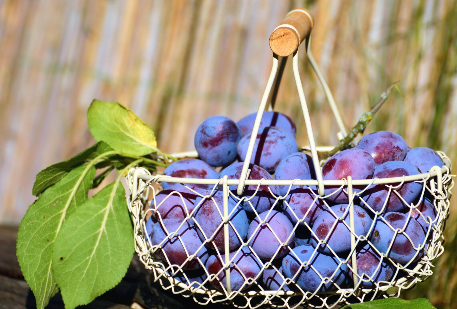 Nikon D5200 sample photo. Metal, basket, plum, leaf photography