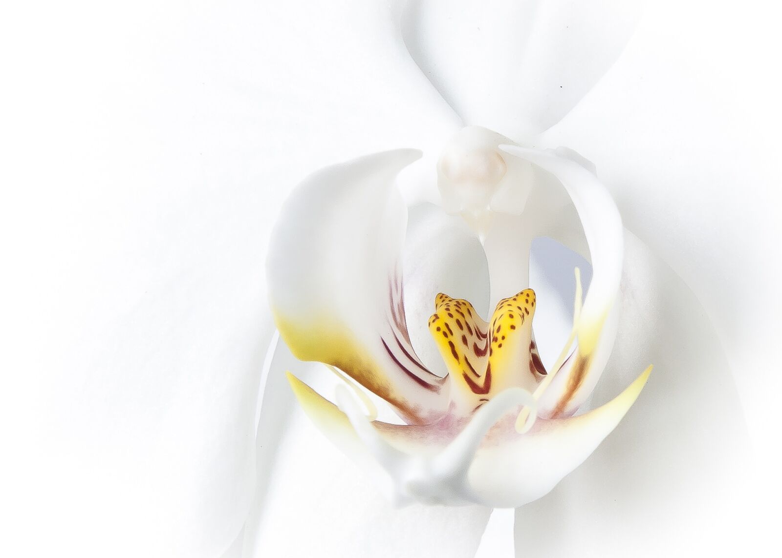 Canon EOS 50D + Canon EF 24-105mm F4L IS USM sample photo. Phalaenopsis, orchid, white photography