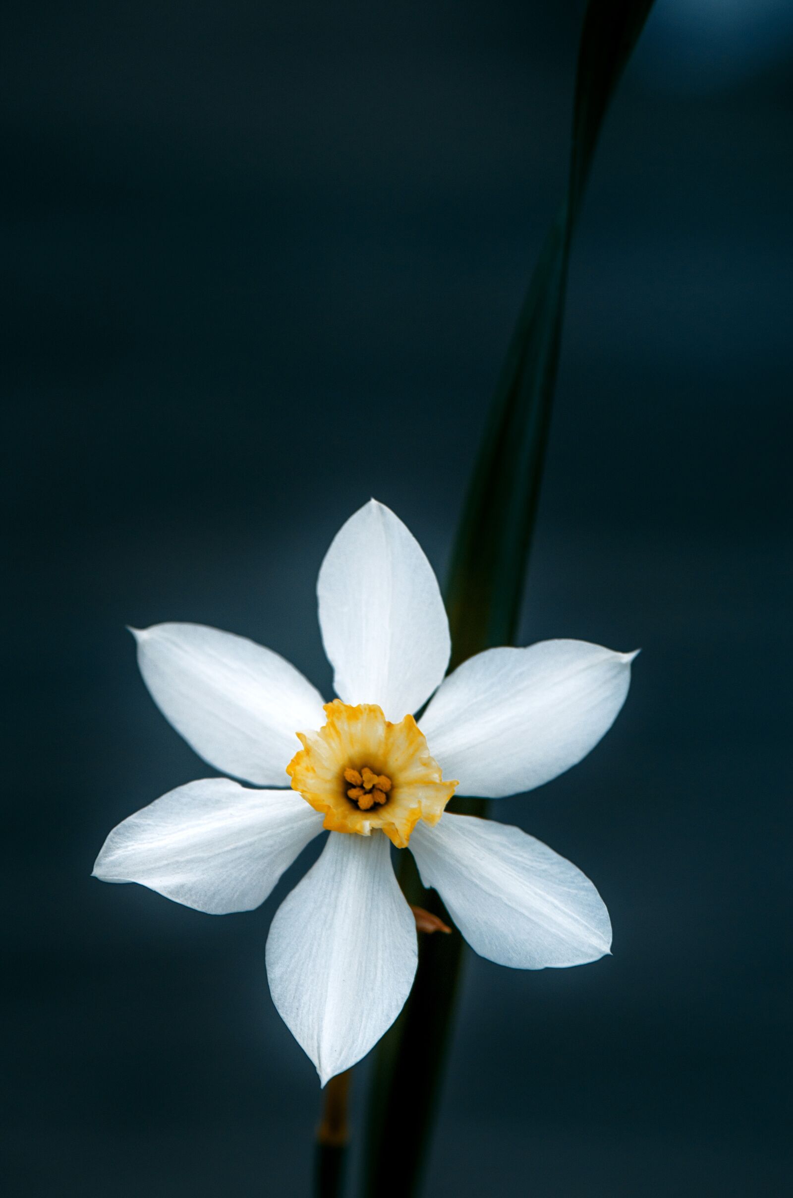Nikon D5100 sample photo. Summer, garden, flower photography