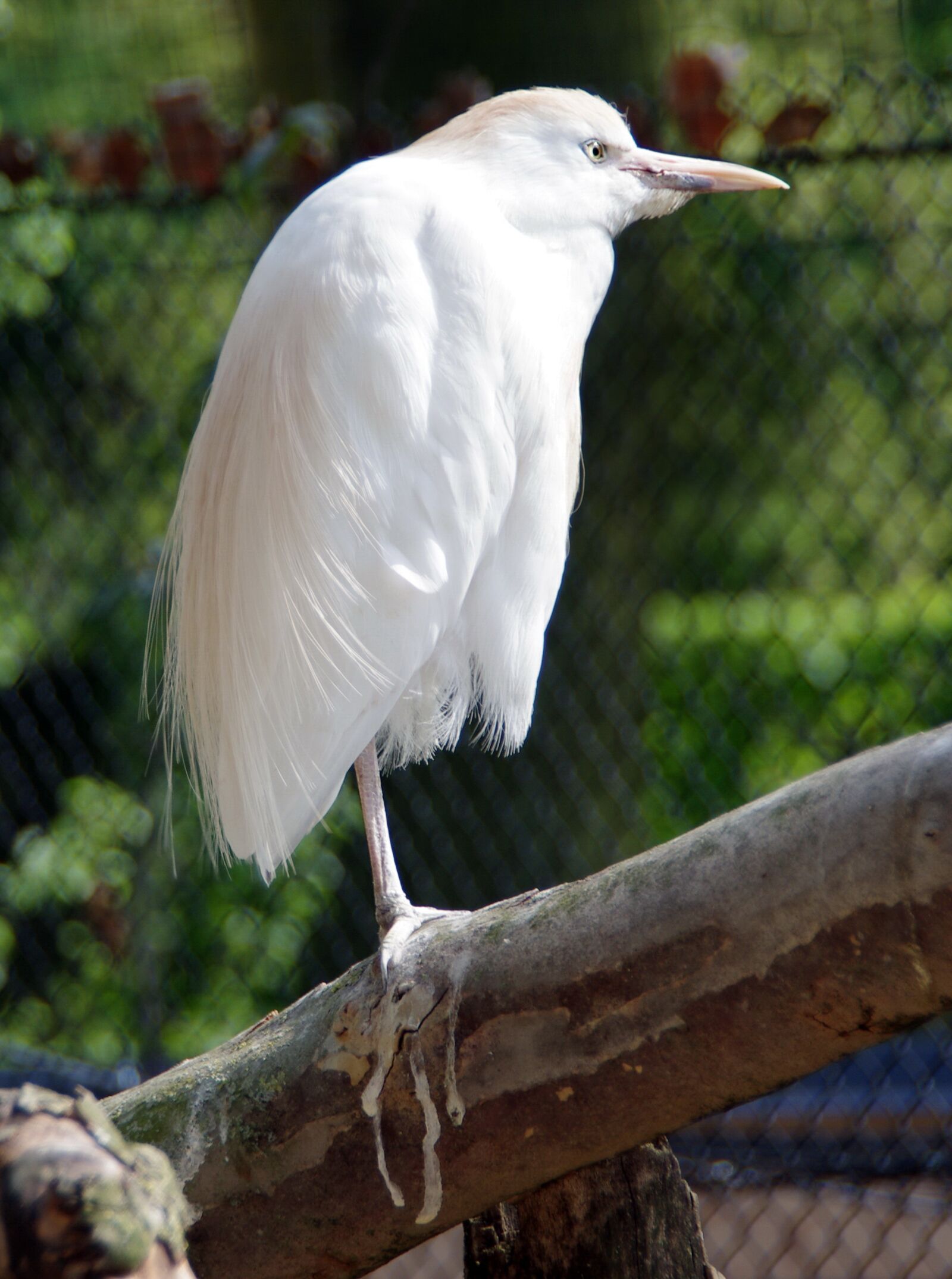 Pentax K-5 sample photo. Little egret, bird, white photography
