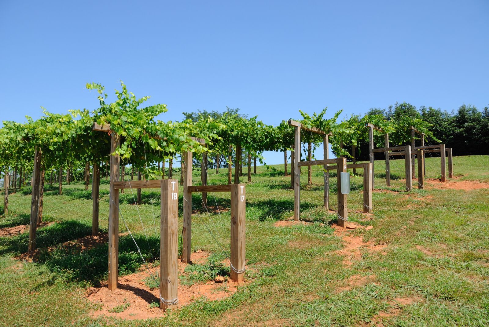 Nikon D200 sample photo. Vineyard, winery, north georgia photography