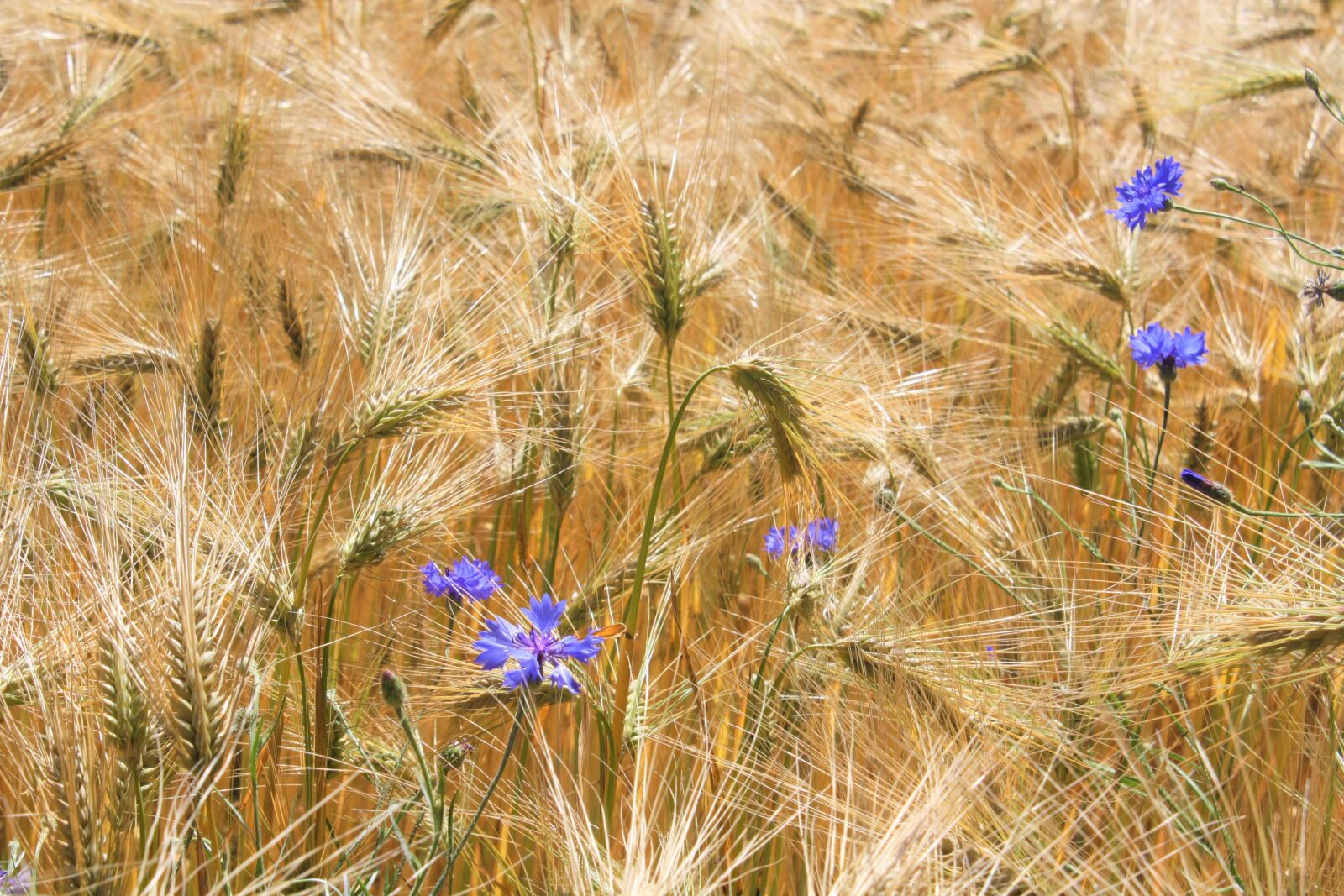 Canon EOS 1000D (EOS Digital Rebel XS / EOS Kiss F) sample photo. Wheat field, cornflowers, golden photography
