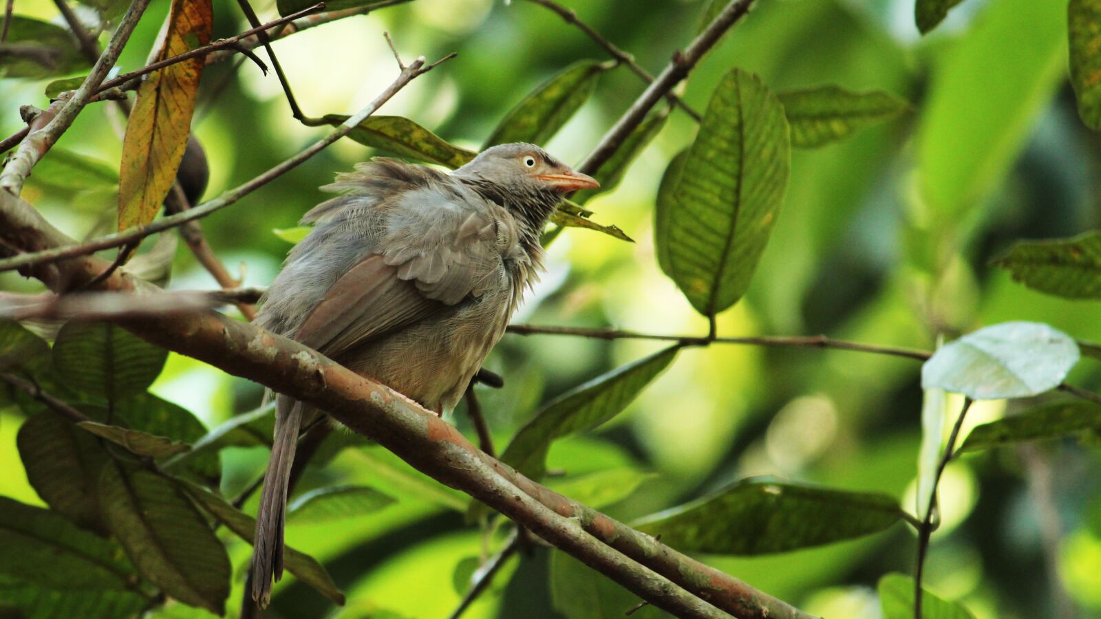 Canon EOS 1300D (EOS Rebel T6 / EOS Kiss X80) sample photo. Kerala, india, jungle babbler photography