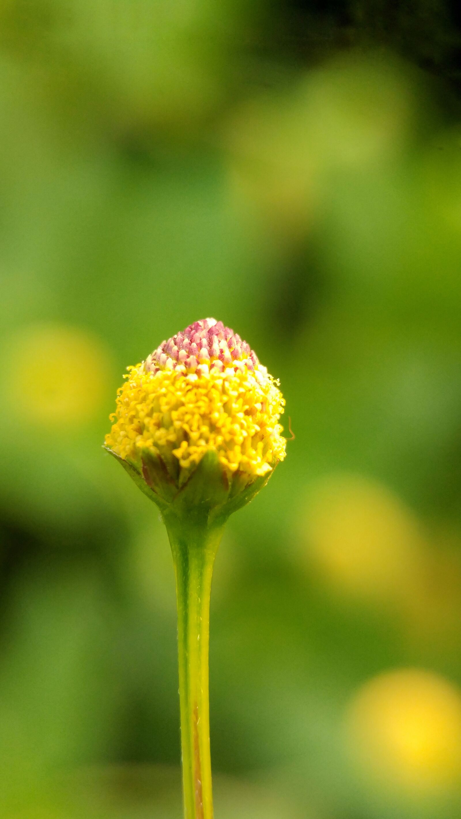 LG G5 sample photo. Flower, green, macro photography