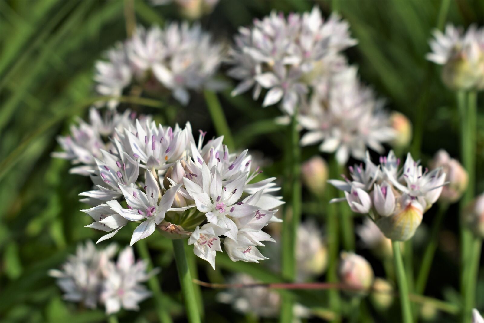 Nikon D5500 sample photo. Ornamental onion, white, blossom photography