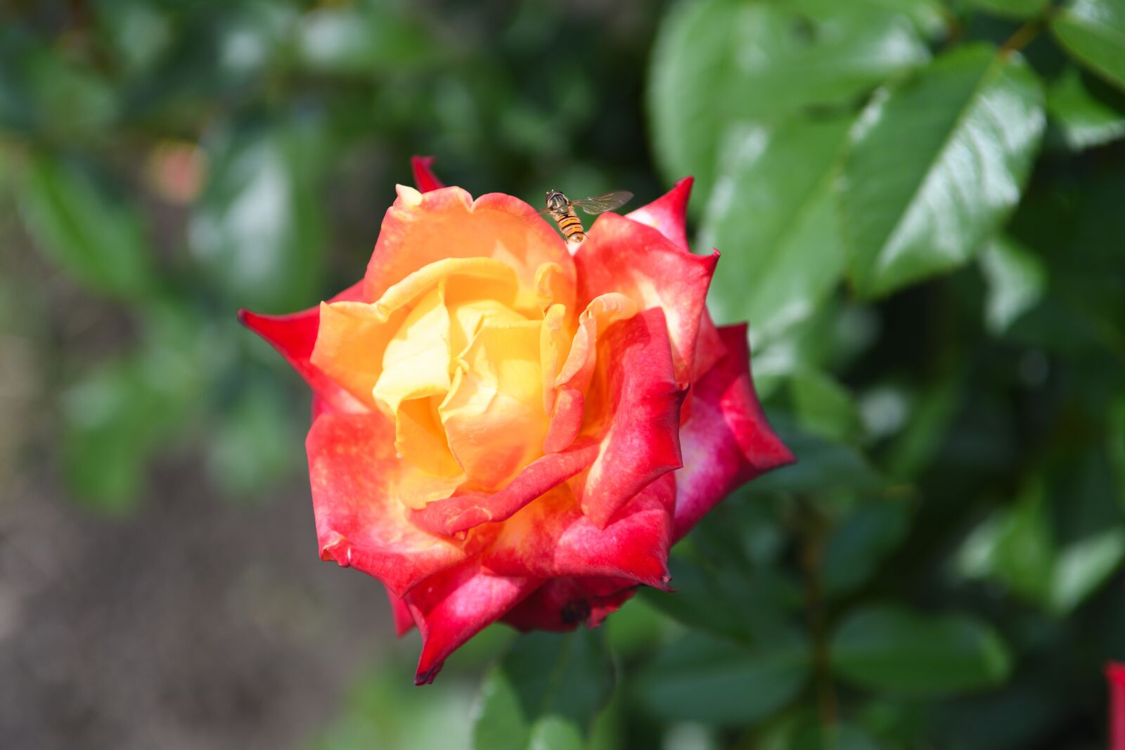 Nikon D500 sample photo. Rose, blooms, red photography