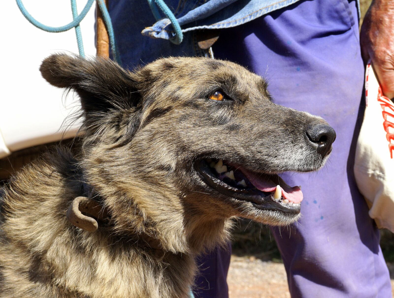 Sony a6000 sample photo. Dog, pastor, animal photography